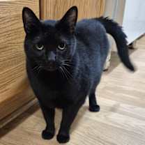 Thumbnail photo of Monroe #4