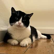 Thumbnail photo of Isabella #1