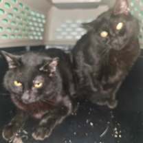 Thumbnail photo of George #2