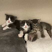 Thumbnail photo of Alto #3