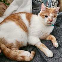 Thumbnail photo of Mr. Dinkles  *A PRIORITY PET* #2