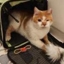 Thumbnail photo of Mr. Dinkles  *A PRIORITY PET* #3