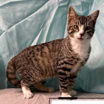 Thumbnail photo of Barney & Angel #2