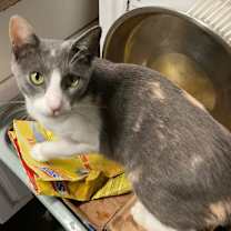 Thumbnail photo of California #2