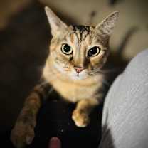 Thumbnail photo of O’Shag #1