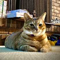 Thumbnail photo of O’Shag #2