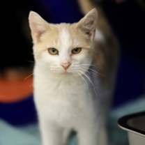 Thumbnail photo of Pipsqueak #1