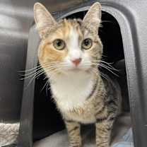 Thumbnail photo of Peaches #1