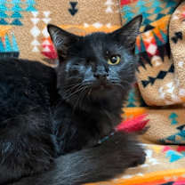 Thumbnail photo of Tempo #1