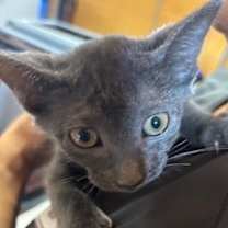 Thumbnail photo of Gigi (Merritt Island) #2