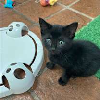 Thumbnail photo of Victoria #1