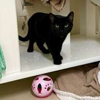 Thumbnail photo of *BASIL #2