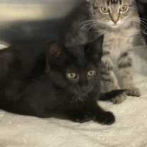 Thumbnail photo of *BASIL #3