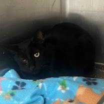 Thumbnail photo of Salem #1