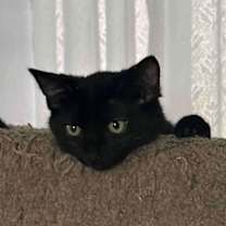 Thumbnail photo of Toothless #1