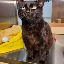 Thumbnail photo of Liffey 44435 #1