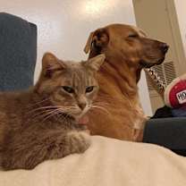 Thumbnail photo of Beaux #2