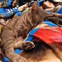 Thumbnail photo of Beaux #3