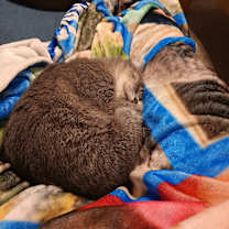 Thumbnail photo of Beaux #4