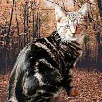 Thumbnail photo of Wylder #1