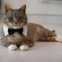 Thumbnail photo of Meetz #1