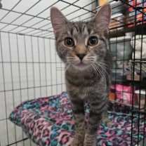 Thumbnail photo of Strawberry #1