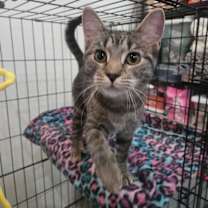 Thumbnail photo of Strawberry #2