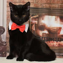 Thumbnail photo of Black Birch #1