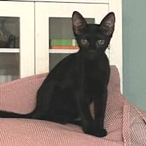 Thumbnail photo of Dora #3