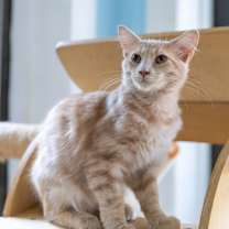 Thumbnail photo of Duke #2