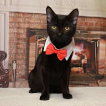 Thumbnail photo of Black Birch #2