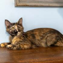 Thumbnail photo of Jazzy #2