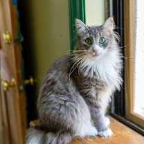 Thumbnail photo of Sam #2