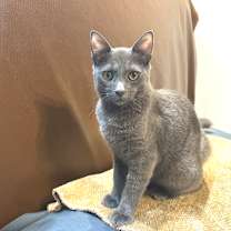 Thumbnail photo of Leo #1