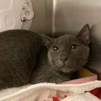 Thumbnail photo of Leo #4