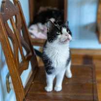 Thumbnail photo of Wild Thing #3