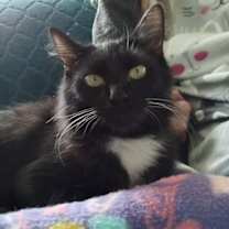 Thumbnail photo of Lottie #4