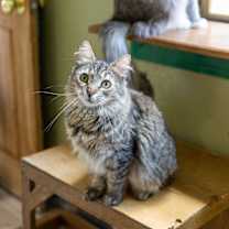 Thumbnail photo of Sugar #3