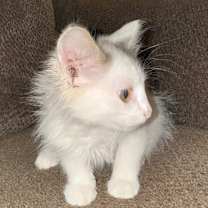 Thumbnail photo of ZERO SKELLINGTON #3