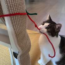 Thumbnail photo of Cooper #3