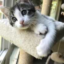 Thumbnail photo of Cooper #4