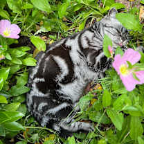 Thumbnail photo of Jerry #4