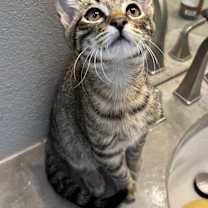 Thumbnail photo of Clove #2