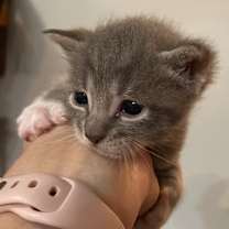 Thumbnail photo of Seth #4