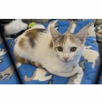 Thumbnail photo of Timber #3