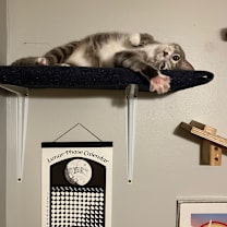 Thumbnail photo of Lu #1