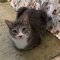 Thumbnail photo of Lu #3