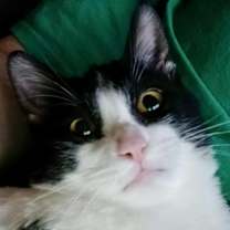 Thumbnail photo of Bandit (FKA Tux) #3