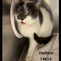 Thumbnail photo of ZEPHYRA #3