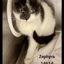 Thumbnail photo of ZEPHYRA #4